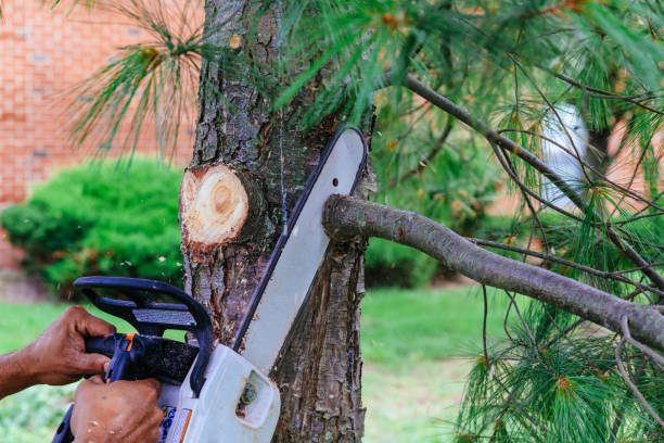 How Our Tree Care Process Works  in  Richlands, VA